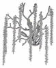 Бра Dio DArte Elite Tavenna H 2.40.100 N