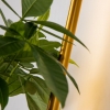 Настенный светодиодный светильник Favourite Greenery 4050-1W